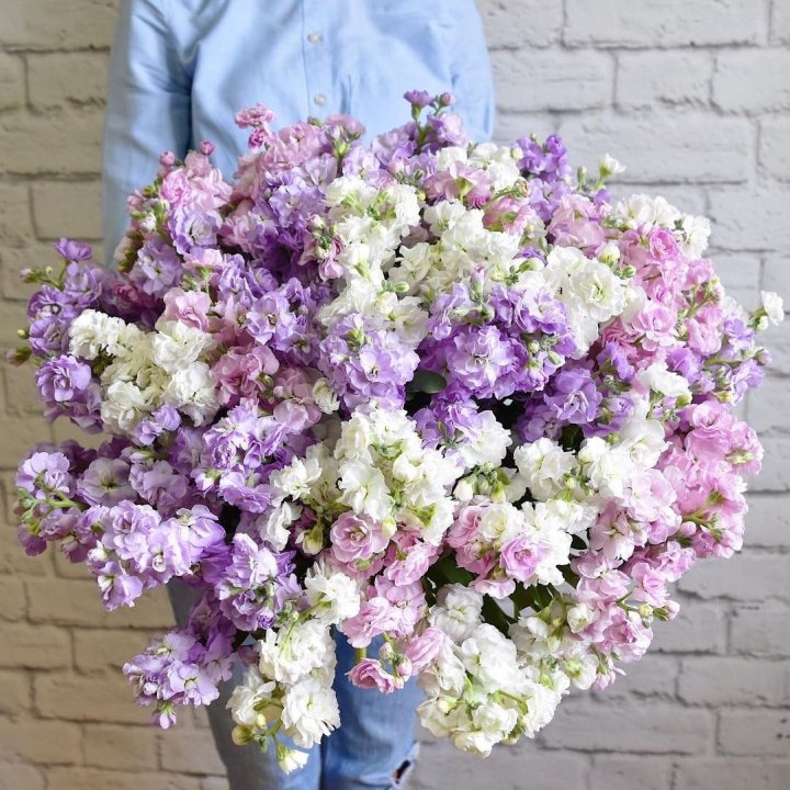 Облако маттиол в Новочеркасске