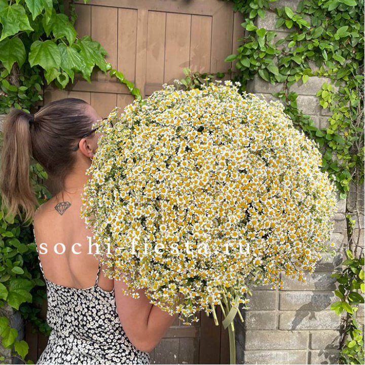 101 ромашка в Новочеркасске