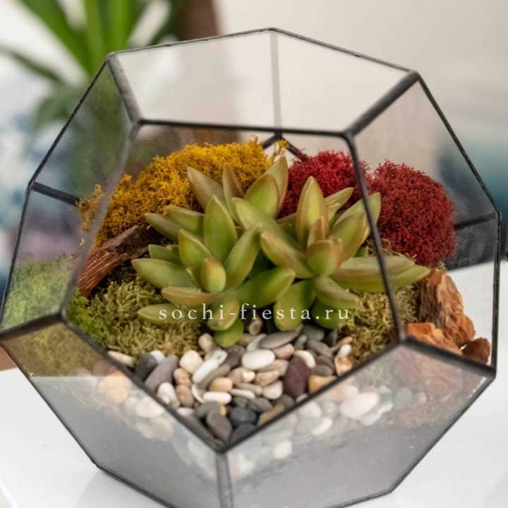 Флорариум “Додекаэдр” с суккулентом Седум в Новочеркасске