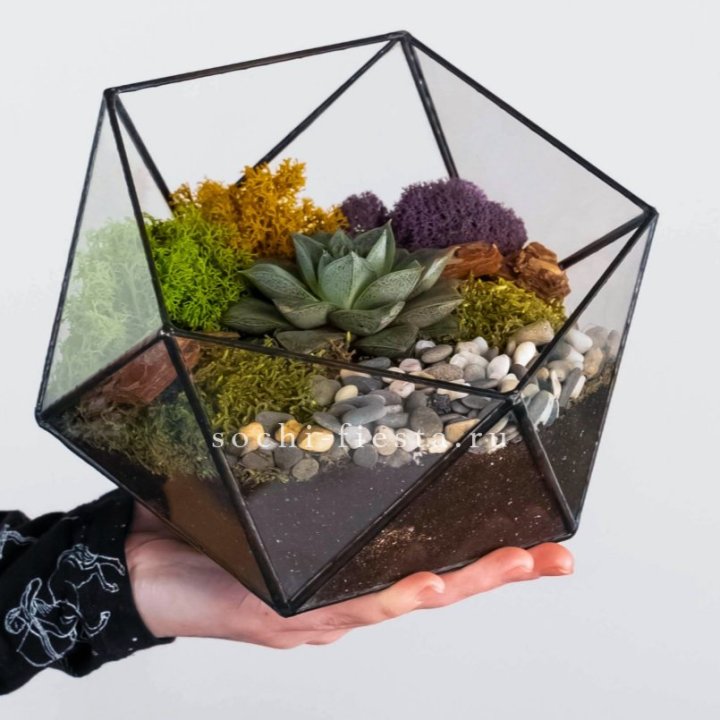 Флорариум “Икосаэдр” с суккулентом Каменная Роза в Новочеркасске