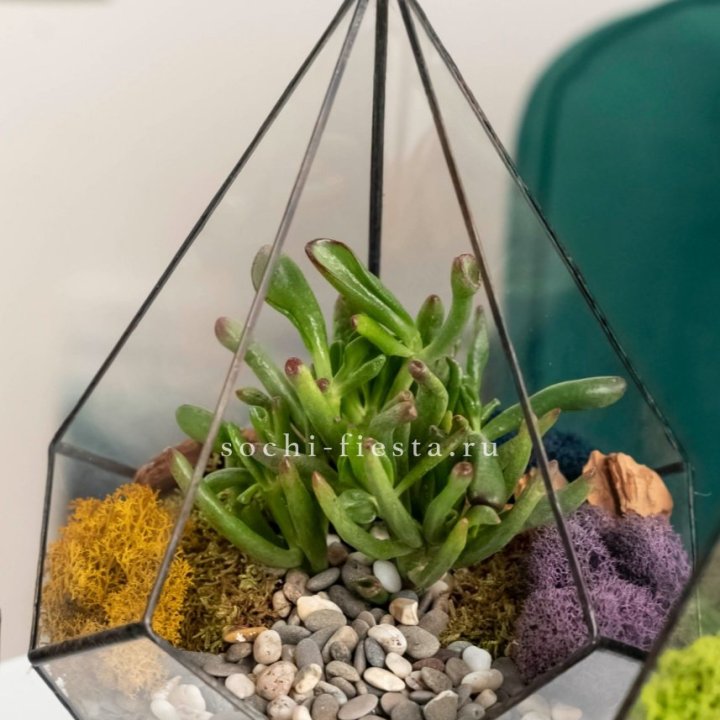 Флорариум “Капля” с суккулентом Крассула Хоббит в Новочеркасске