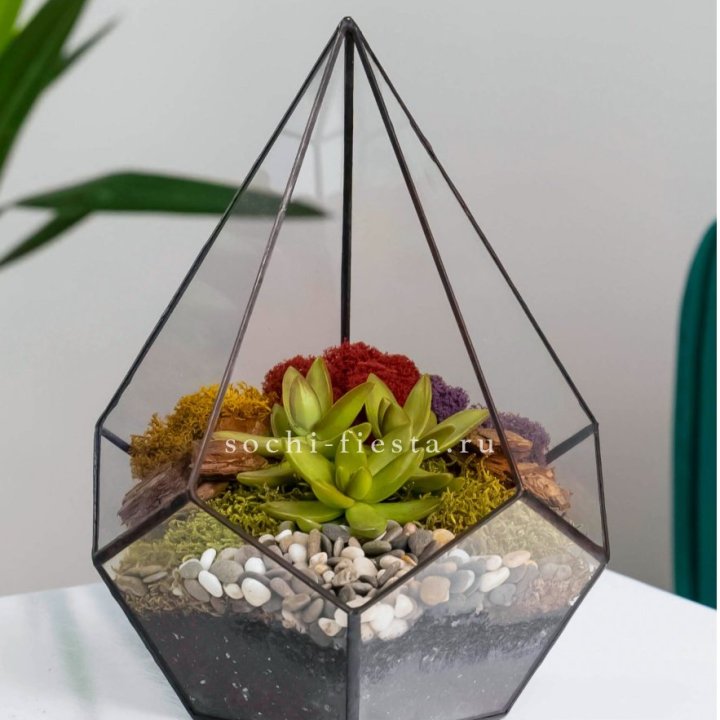 Флорариум Капля с суккулентом в Новочеркасске