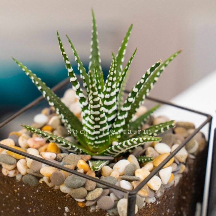 Флорариум Кубик с суккулентом Хавортия в Новочеркасске