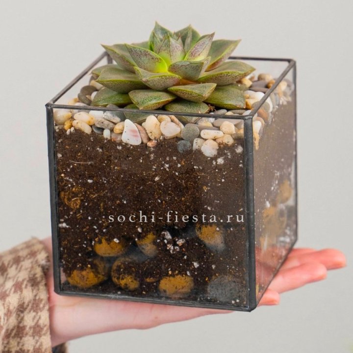 Флорариум Кубик с суккулентом Каменная роза в Новочеркасске