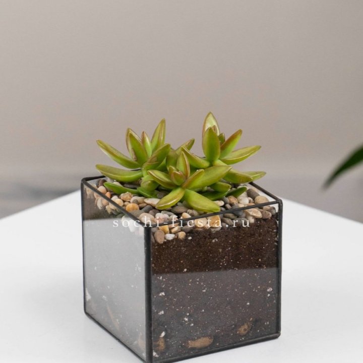 Флорариум Кубик с суккулентом Седум в Новочеркасске