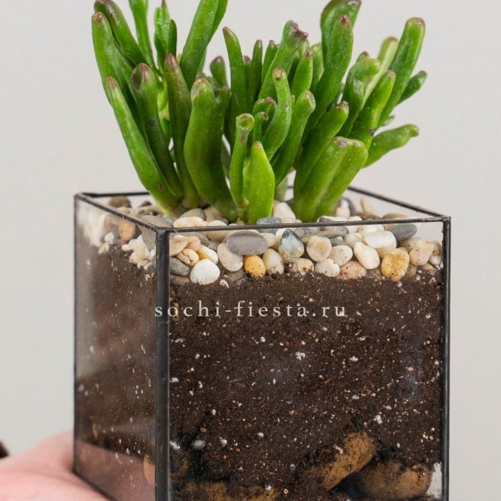 Флорариум Кубик с суккулентом Хоббит в Новочеркасске