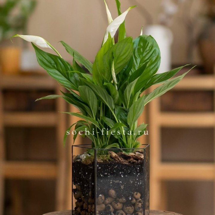 Спатифиллум в кашпо Пятиугольник в Новочеркасске