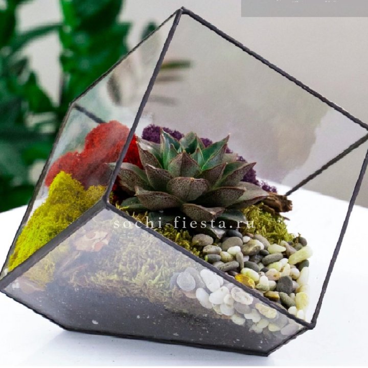 Флорариум Куб усеченный с суккулентом Каменная роза в Новочеркасске