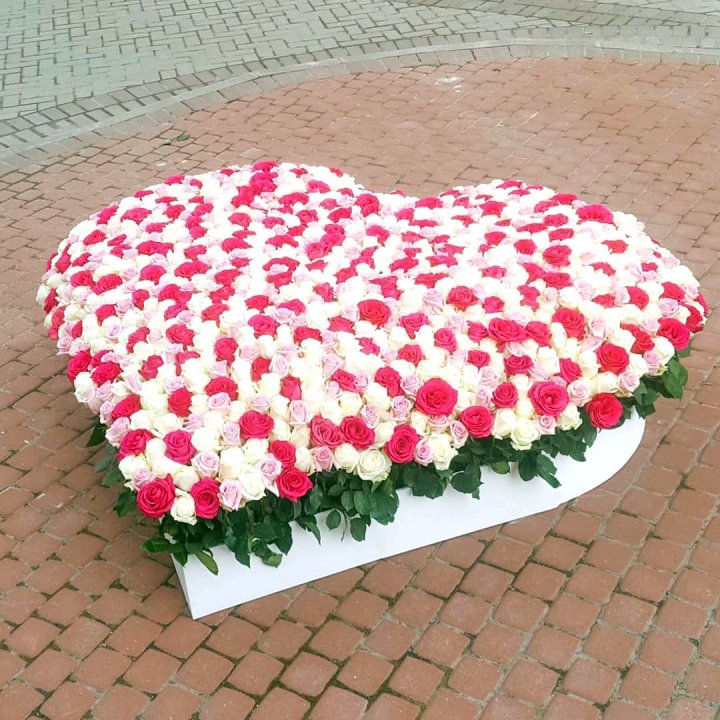 555 роза  в Новочеркасске