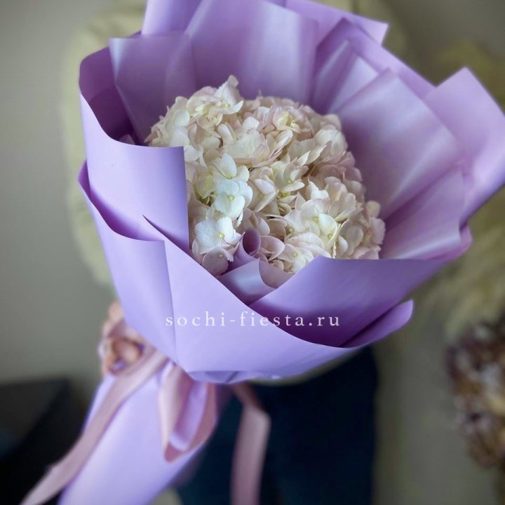 Гортензия розовая в Новочеркасске