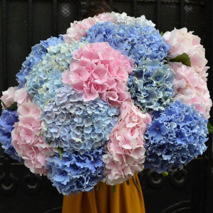 Букет гортензий "Фонтан" в Новочеркасске