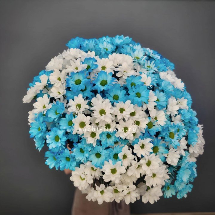  Букет хризантем микс в Новочеркасске