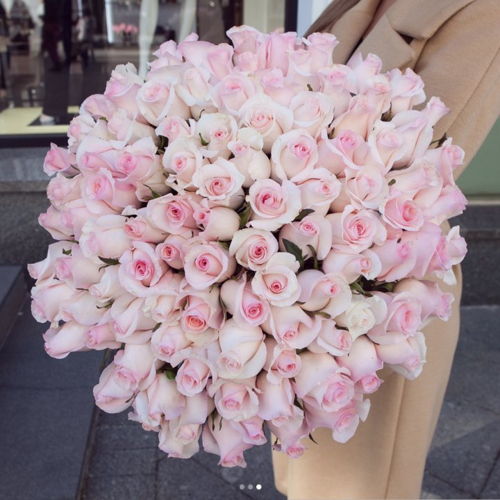 Розы "Пинк бум" в Новочеркасске