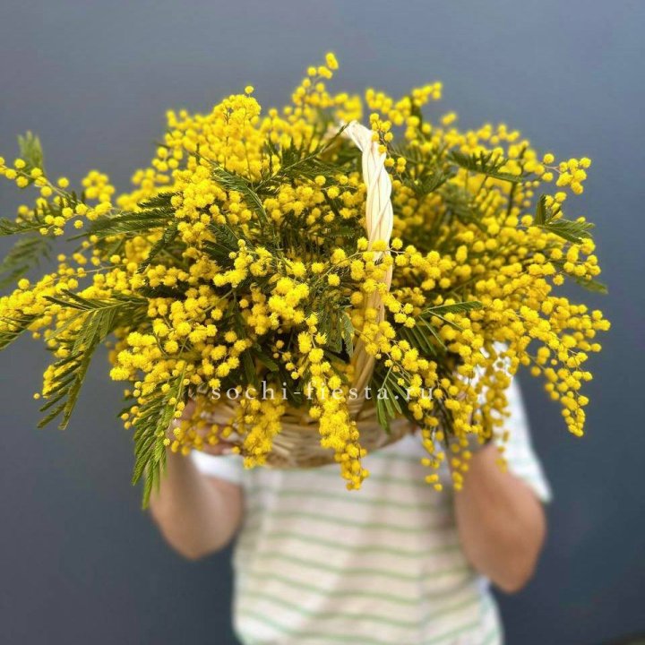 Весенняя корзина мимозы в Новочеркасске