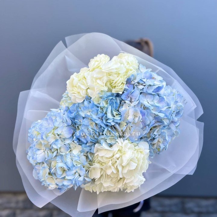 5 бело-голубых гортензий в Новочеркасске