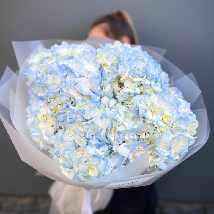 5 голубых гортензий в Новочеркасске