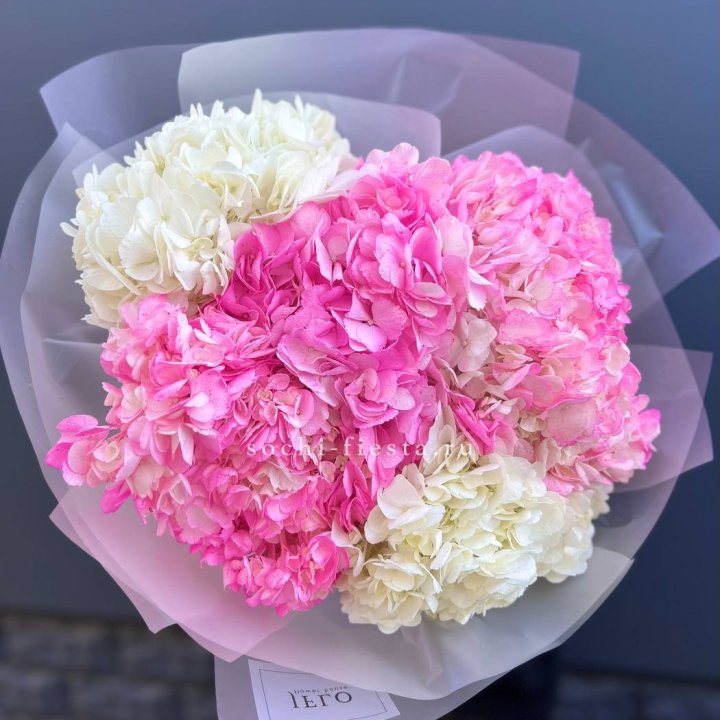 5 бело-розовых гортензий в Новочеркасске