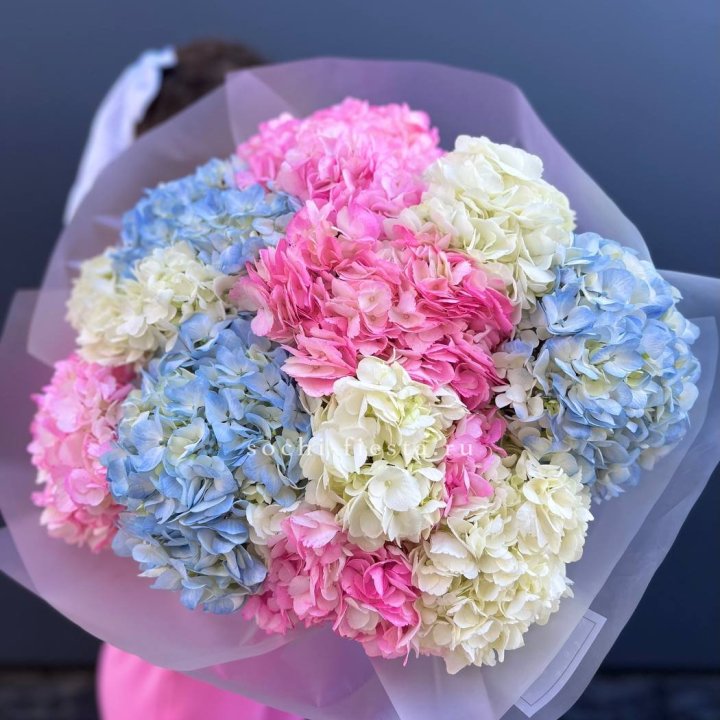 11 гортензий микс в Новочеркасске