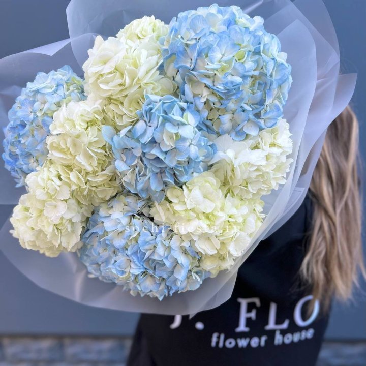 9 бело-голубых гортензий в Новочеркасске