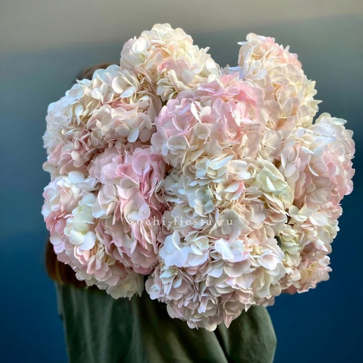 Охапка розовой гортензии в Новочеркасске