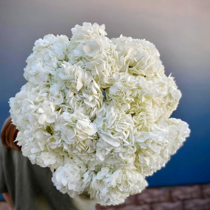 Охапка белой гортензии в Новочеркасске