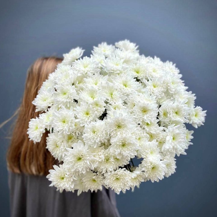 Охапка Хризантемы кустовой в Новочеркасске