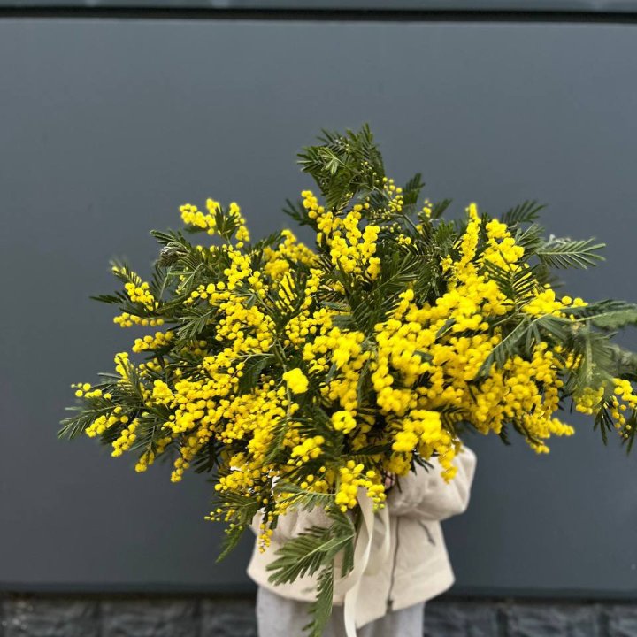 Охопка мимозы в Новочеркасске