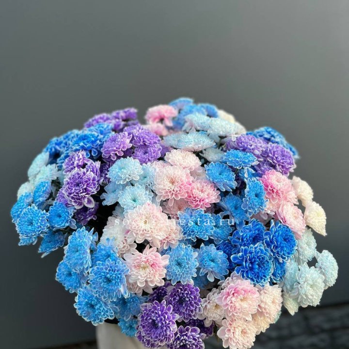 25 цветных хризантем в Новочеркасске