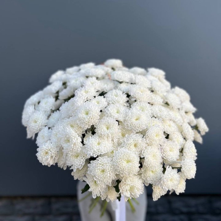  25 хризантем белых в Новочеркасске