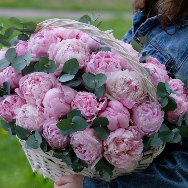 51 пион в корзине в Новочеркасске