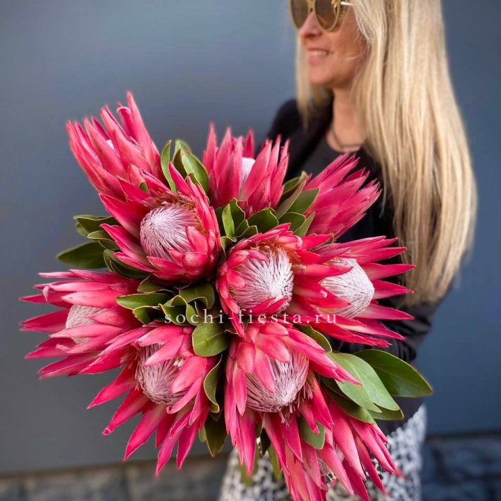 Протея штучно в Новочеркасске