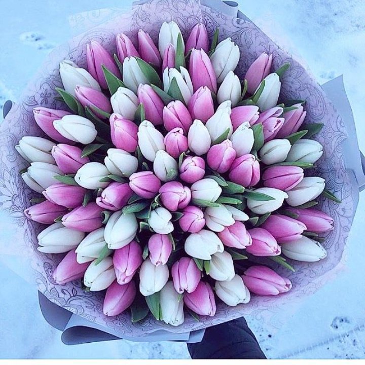 101 тюльпан "Лолипоп" в Новочеркасске