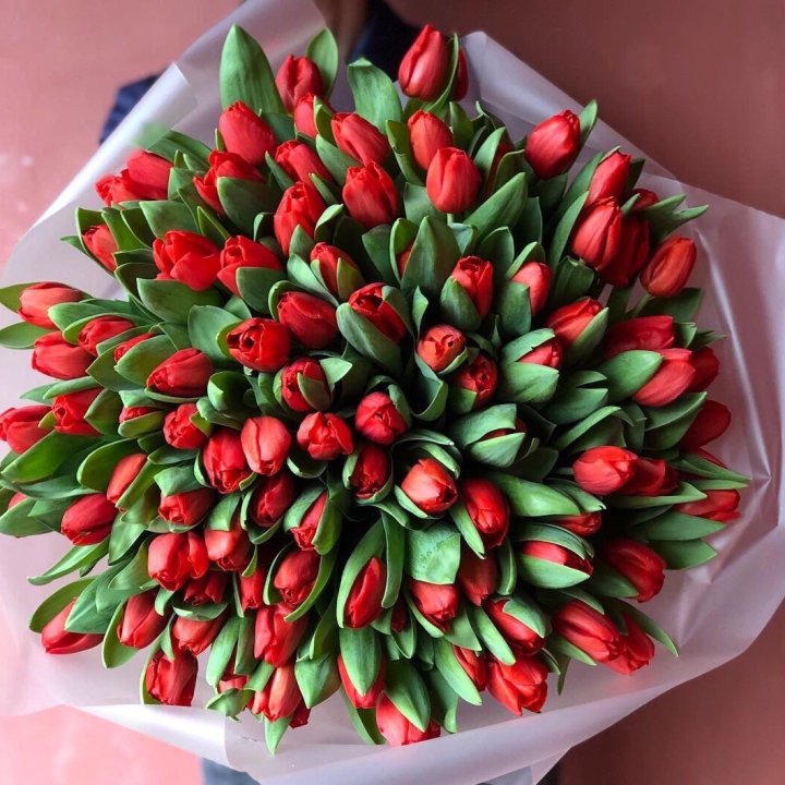 101 красный тюльпан в Новочеркасске
